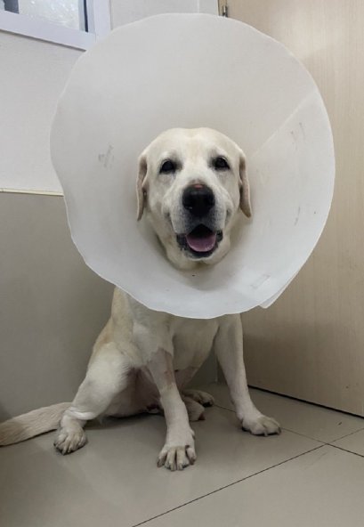 ลาบราดอร์ มาด้วยอาการอัณฑะบวม